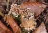 pohárovka obecná (Houby), Crucibulum laeve (Fungi)
